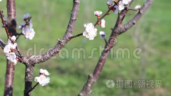 开花树和蜜蜂采蜜视频