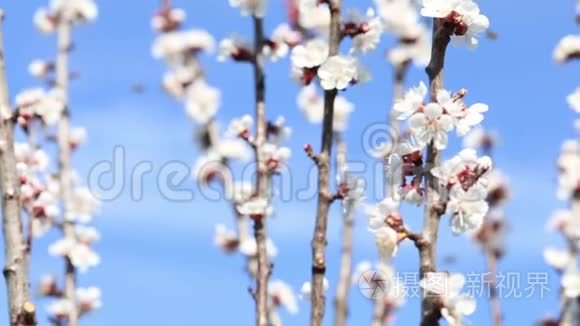 开花树和蜜蜂采蜜视频