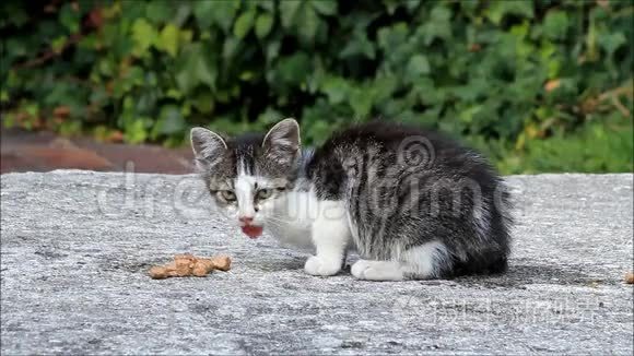 小猫在外面吃猫粮