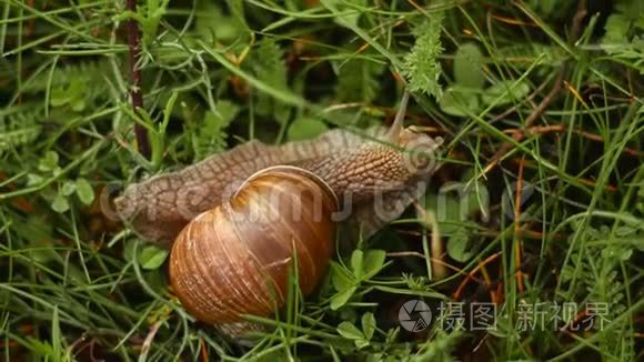 蜗牛在草地上爬行和进食视频