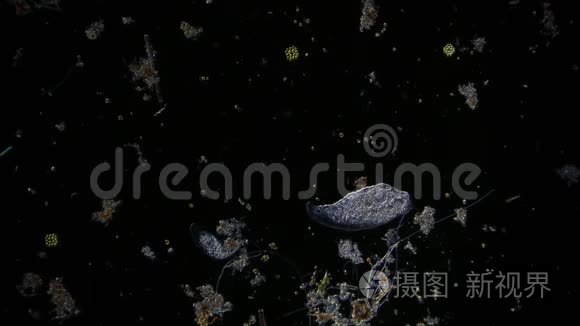 显微镜下池塘水中的微生物视频
