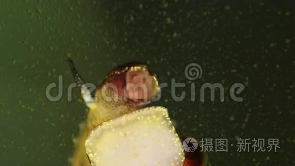 淡水蜗牛大叶藻视频