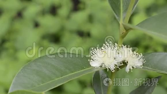 黄色草莓番石榴花.