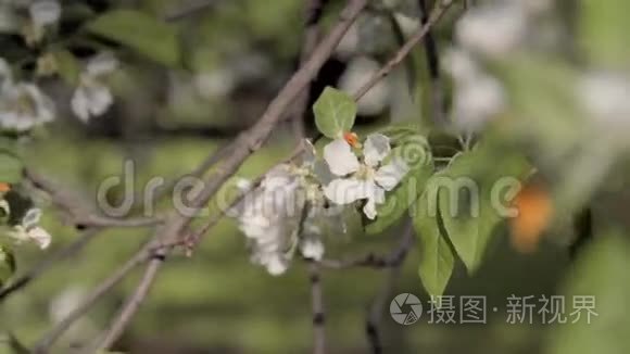 开花树枝.