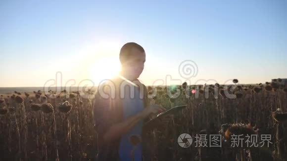 农民农学家在向日葵田里拿着平板电脑，在收割前检查庄稼