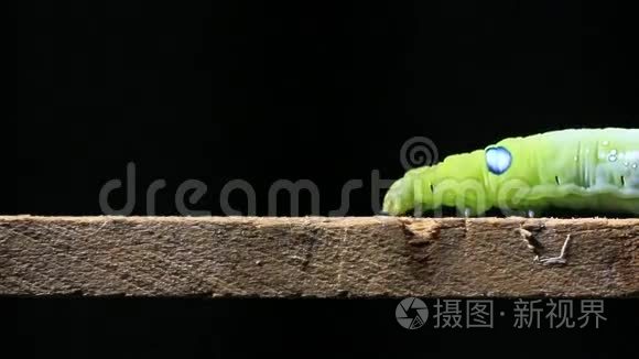 毛毛虫在木棍上行走.短视频