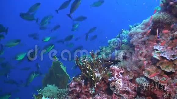 珊瑚礁上的独角兽学校视频