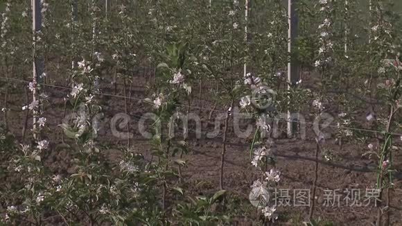 在花园里长满苹果树