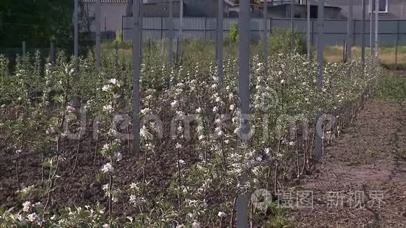 在花园里长满苹果树