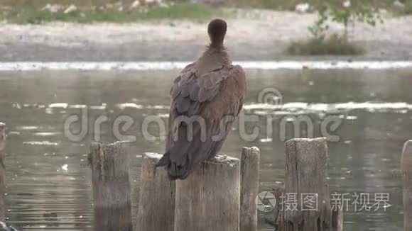 张着脸的秃鹫栖息在冈比亚的一个柱子上。