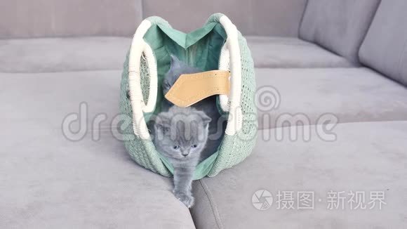 小猫靠近一个袋子视频