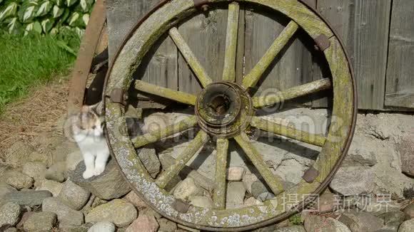 小猫和旧马车轮视频