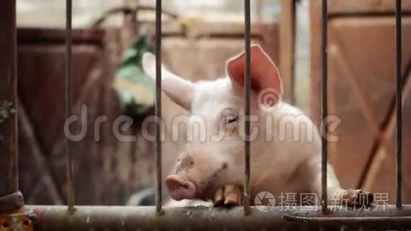 饲养动物场稳定的幼猪视频