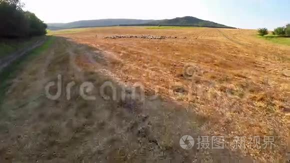 肥沃土地上放牧动物的鸟瞰图视频