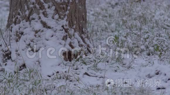 针叶树和大雪视频