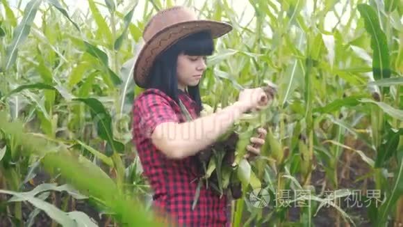 智慧生态收割农业耕作理念.. 农民女孩植物研究员收获生活方式玉米芯上