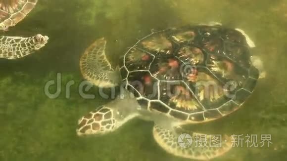 保育区泳池内的海龟视频