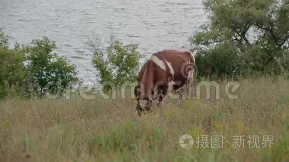 奶牛在草地上放牧