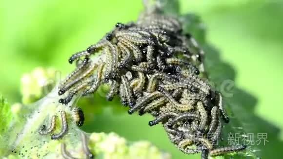 孔雀喂养视频大全