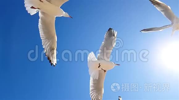 海鸥在天气好的时候顶着天空飞翔. 海鸥在天空的背景下缓慢运动，更大的白色