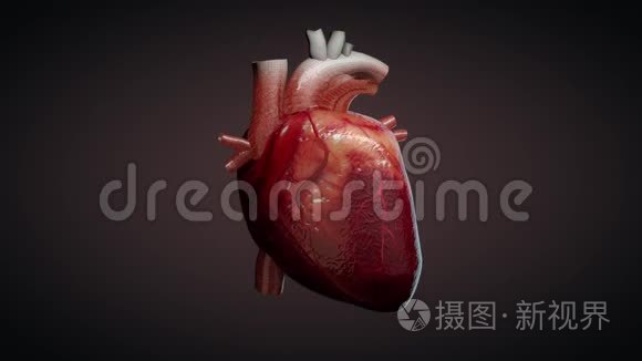 人类心脏跳动3d动画短视频