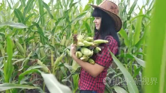 智慧生态收割农业耕作理念.. 农民女孩植物研究员在生活方式上收获玉米芯