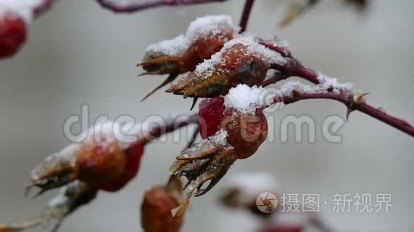 野狗、野秋天、雪生于浆果