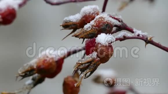 野狗蔷薇，野秋天，雪中藏浆果