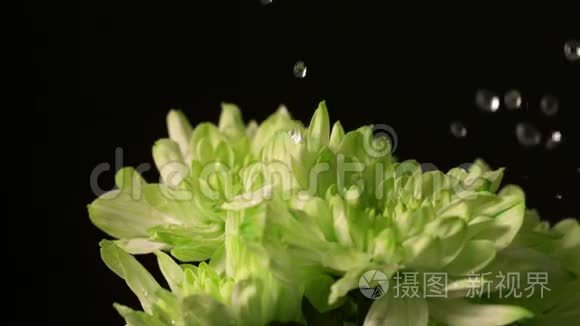 水落到鲜花上视频