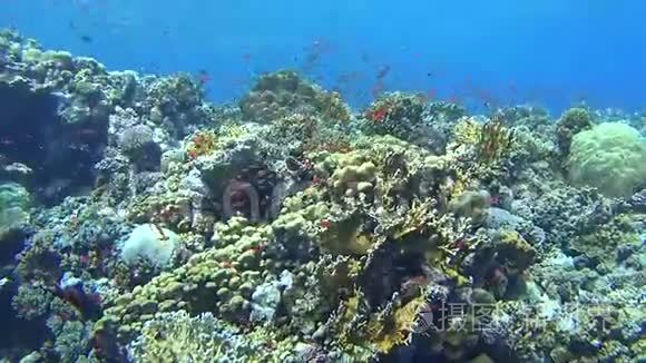带鱼群的热带珊瑚礁景象视频