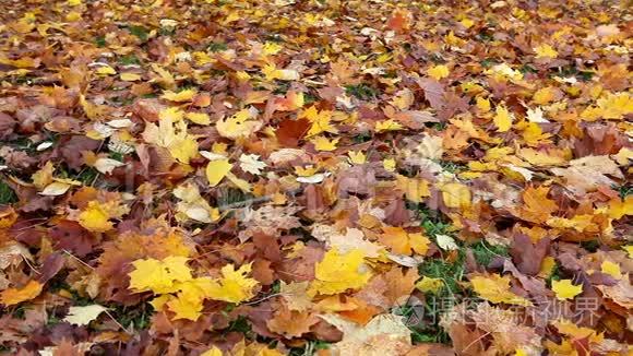 秋高气爽的枫叶飘落在地上视频
