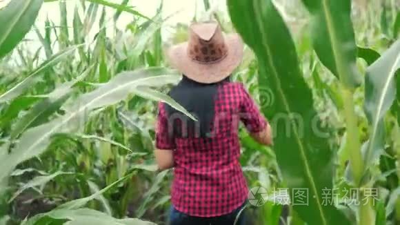 智慧生态是一种收获农业的耕作理念。 农民女孩生活方式植物研究员收割玉米芯