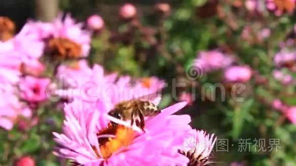 蜜蜂坐在花园里的星宿上