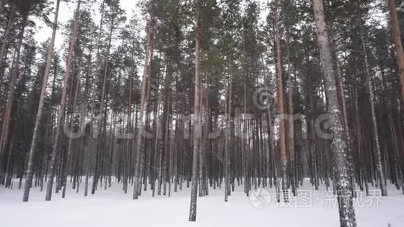 冬季森林降雪.