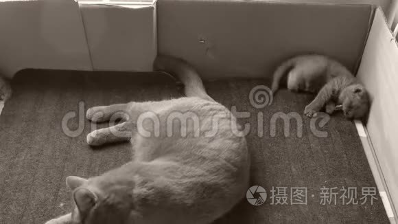 妈妈猫在玩小猫视频