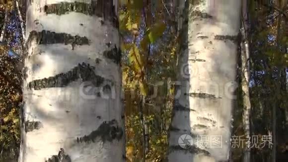 森林中的金秋白桦树和相机旋转视频