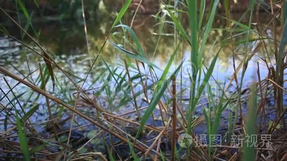 神秘的带镜面水位的沼泽湖