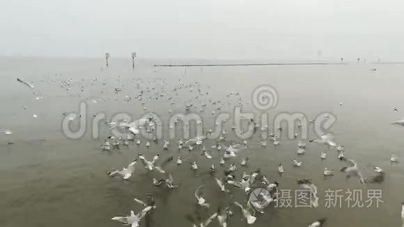 泰国旅游景点的海鸥迁徙视频