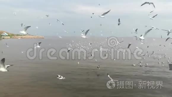 泰国旅游景点的海鸥迁徙视频