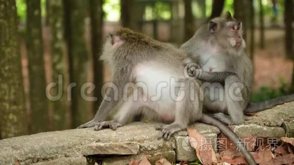 巴厘岛森林里的猴子。