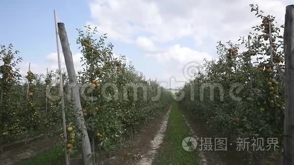 地下通道和苹果树开花视频