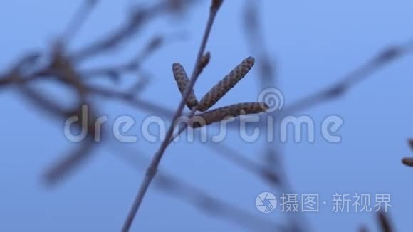 幼嫩的桦树花蕾春晚自然夜景视频