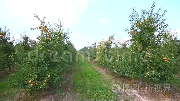 地下通道和苹果树开花