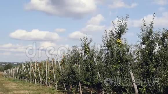 地下通道和苹果树开花