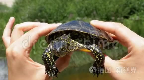 小河龟在雌性手中的河流背景上视频