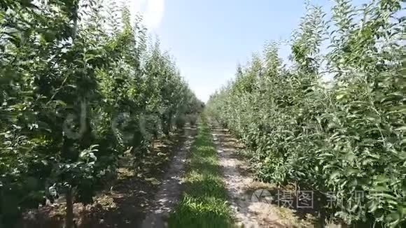 地下通道和苹果树开花视频