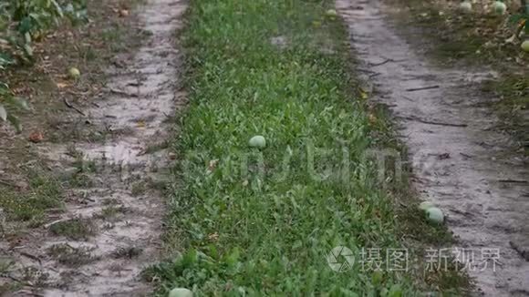 地下通道和苹果树开花视频