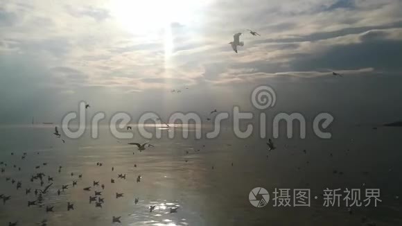 泰国旅游景点的海鸥迁徙视频