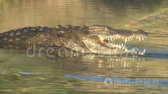 在浅水中捕猎鳄鱼视频