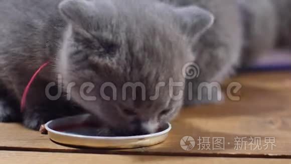 小猫吃食物视频